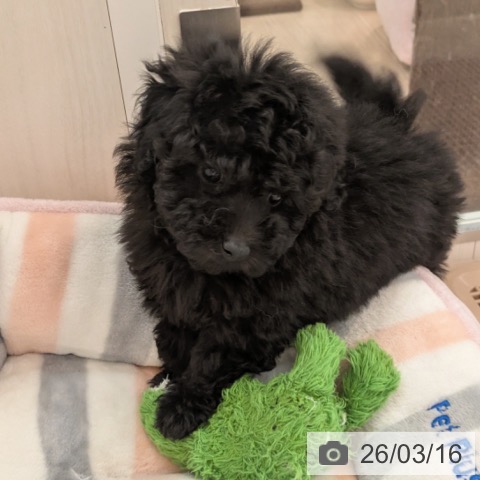 トイ・プードルの写真