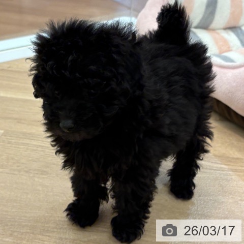 トイ・プードルの写真