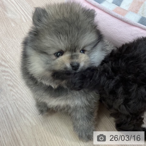 ポメラニアンの写真