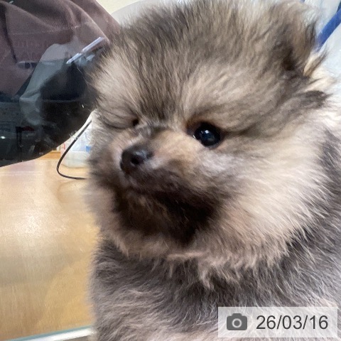 ポメラニアンの写真