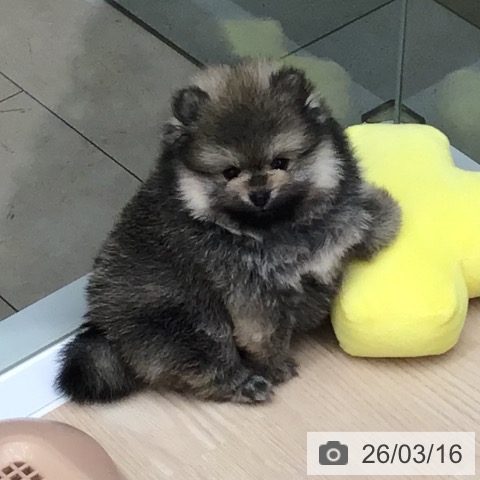 ポメラニアンの写真