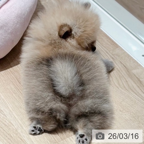 ポメラニアンの写真