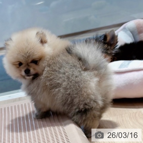 ポメラニアンの写真