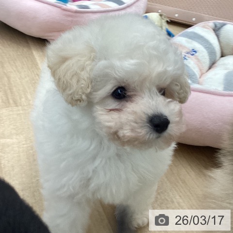 トイ・プードルの写真