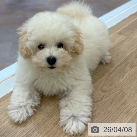 大阪府のトイプードル(トイ) (ペットプラス 大阪ドームシティ店/2026年1月10日生まれ/女の子/ペールフォーン)の子犬の4枚目の画像