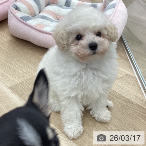 トイ・プードルの写真