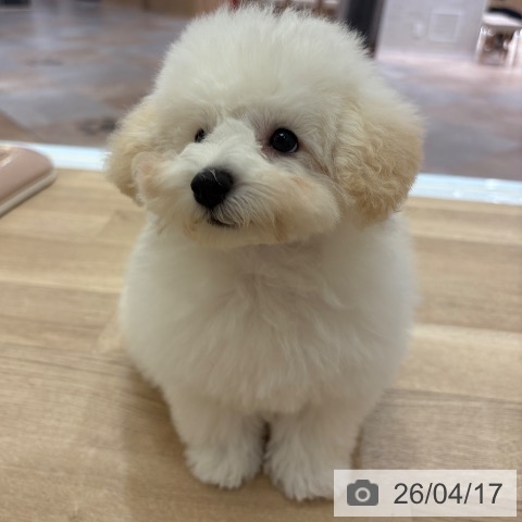 大阪府のトイプードル(トイ) (ペットプラス 大阪ドームシティ店/2026年1月10日生まれ/女の子/ペールフォーン)の子犬の4枚目の画像