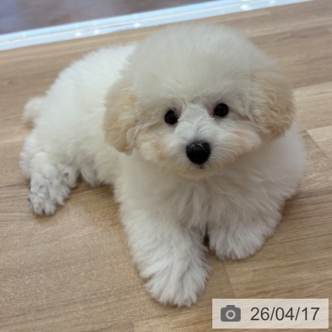 大阪府のトイプードル(トイ) (ペットプラス 大阪ドームシティ店/2026年1月10日生まれ/女の子/ペールフォーン)の子犬の3枚目の画像