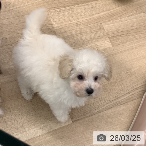 大阪府のトイプードル(トイ) (ペットプラス りんくう泉南店/2026年1月10日生まれ/女の子/ペールフォーン)の子犬の3枚目の画像