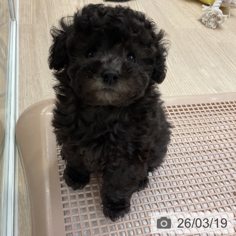 大阪府のトイプードル(トイ) (ペットプラス ららぽーと和泉店/2026年1月10日生まれ/女の子/グレー)の子犬の4枚目の画像