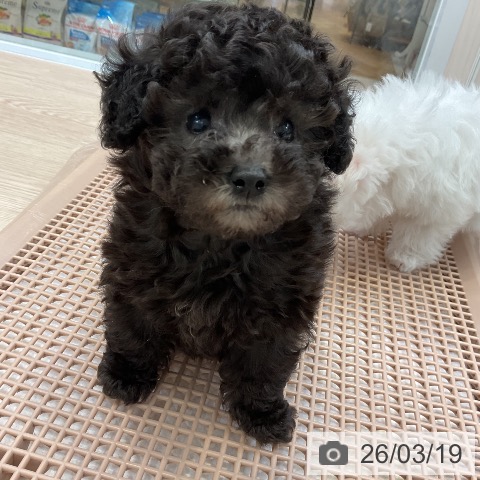 大阪府のトイプードル(トイ) (ペットプラス ららぽーと和泉店/2026年1月10日生まれ/女の子/グレー)の子犬の3枚目の画像