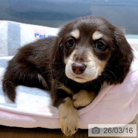 カニーンヘン・ダックスフンドの写真