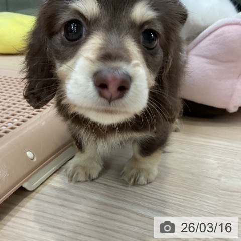 カニーンヘン・ダックスフンドの写真