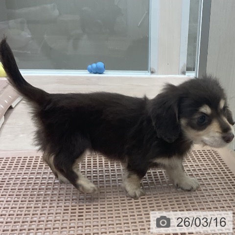 カニーンヘン・ダックスフンドの写真