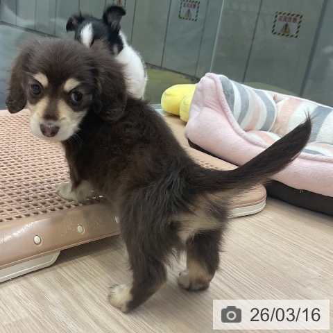 カニーンヘン・ダックスフンドの写真