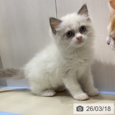 ラグドールの写真