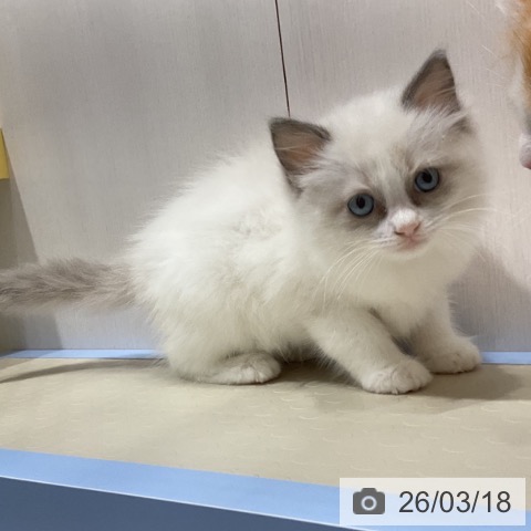 ラグドールの写真