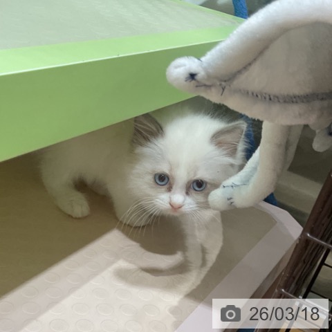 ラグドールの写真