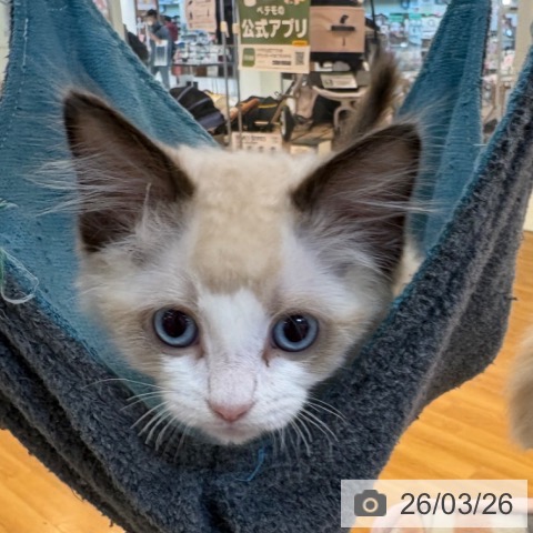 京都府のラグドール (ペットプラス イオンモールKYOTO店/2026年1月1日生まれ/男の子/シールポイントバイカラー)の子猫の4枚目の画像