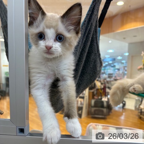京都府のラグドール (ペットプラス イオンモールKYOTO店/2026年1月1日生まれ/男の子/シールポイントバイカラー)の子猫の3枚目の画像