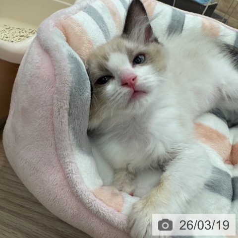 ラグドールの写真