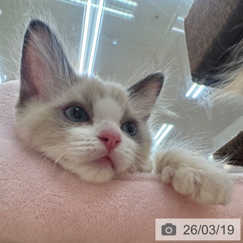 ラグドールの写真