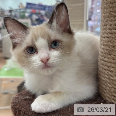 ラグドールの写真