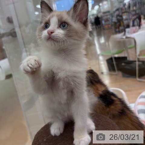 ラグドールの写真