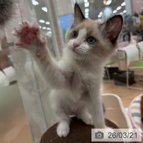 ラグドールの写真