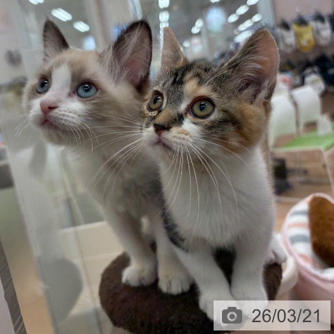 ラグドールの写真