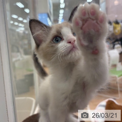 ラグドールの写真