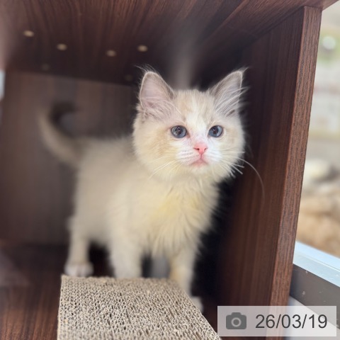 ラグドールの写真