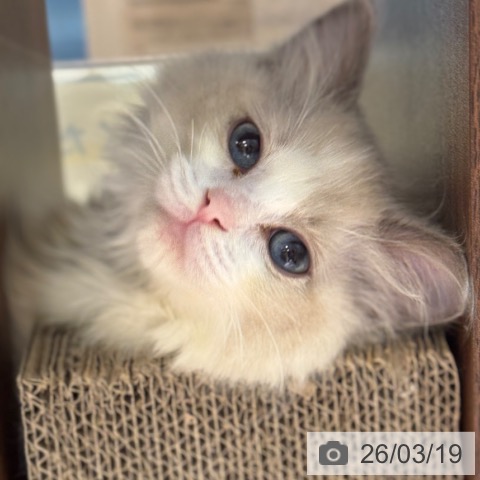 ラグドールの写真