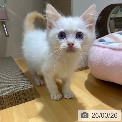 大阪府のラグドール (ペットプラス 堺鉄砲町店/2026年1月1日生まれ/男の子/クリームポイントバイカラー)の子猫の4枚目の画像