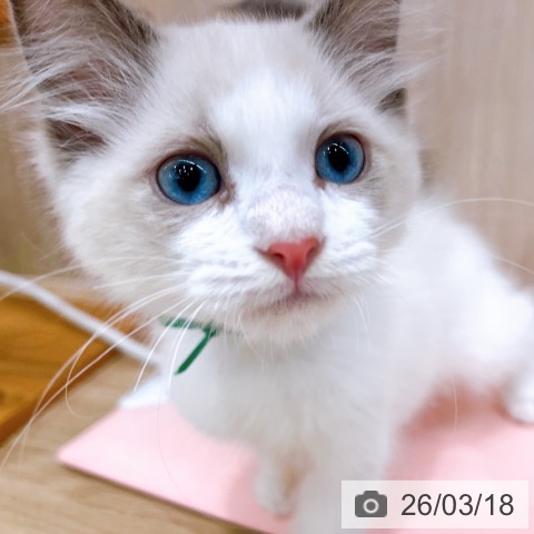 ラグドールの写真