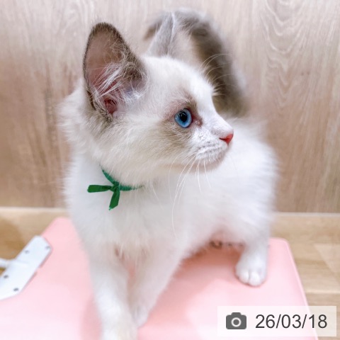 ラグドールの写真