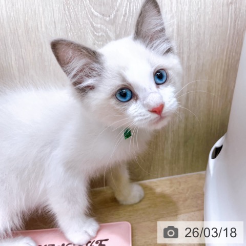 ラグドールの写真