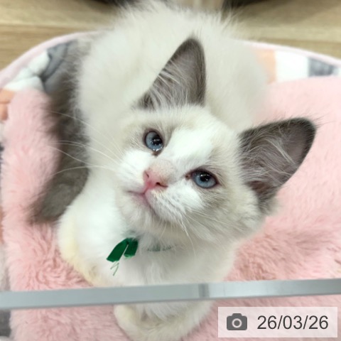 大阪府のラグドール (ペットプラス イオン大日店/2026年1月1日生まれ/男の子/ブルーポイントバイカラー)の子猫の4枚目の画像
