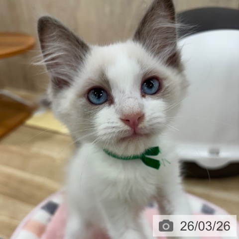 大阪府のラグドール (ペットプラス イオン大日店/2026年1月1日生まれ/男の子/ブルーポイントバイカラー)の子猫の3枚目の画像