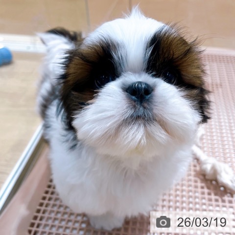 シー・ズーの写真