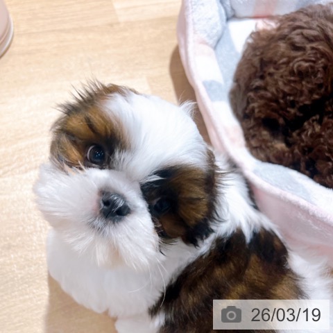 シー・ズーの写真