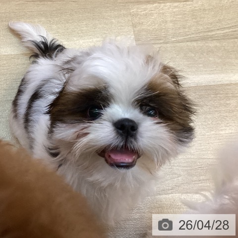 兵庫県のシーズー (ペットプラス 姫路大津店/2026年1月15日生まれ/男の子/ゴールドホワイト)の子犬の4枚目の画像