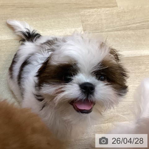 兵庫県のシーズー (ペットプラス 姫路大津店/2026年1月15日生まれ/男の子/ゴールドホワイト)の子犬の3枚目の画像