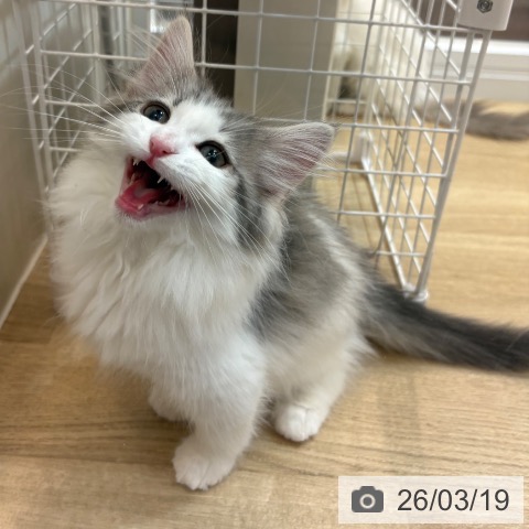 京都府のノルウェージャンフォレストキャット (ペットプラス イオンモールKYOTO店/2026年1月7日生まれ/男の子/ブルーシルバータビーホワイト)の子猫の4枚目の画像