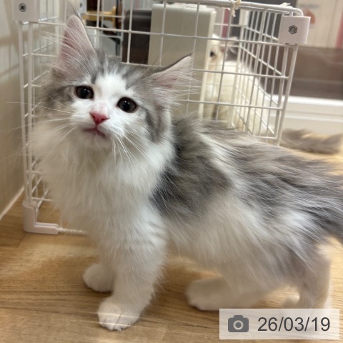 京都府のノルウェージャンフォレストキャット (ペットプラス イオンモールKYOTO店/2026年1月7日生まれ/男の子/ブルーシルバータビーホワイト)の子猫の3枚目の画像