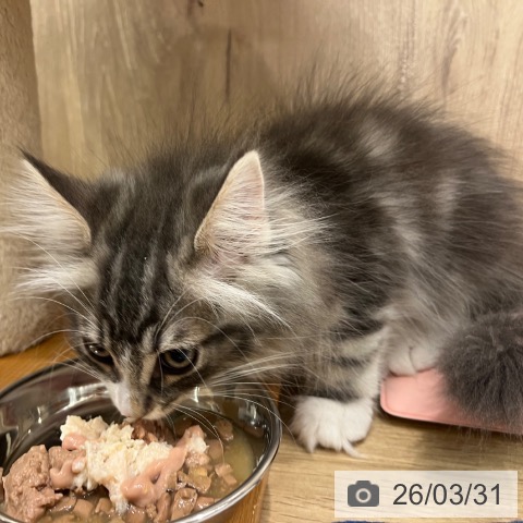 大阪府のノルウェージャンフォレストキャット (ペットプラス イオン大日店/2026年1月7日生まれ/男の子/ブルークラシックタビーホワイト)の子猫の3枚目の画像