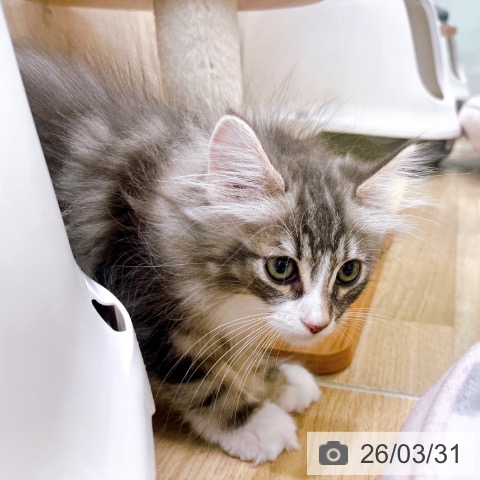 ノルウェージャンフォレストキャットの写真