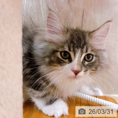 大阪府のノルウェージャンフォレストキャット (ペットプラス イオン大日店/2026年1月7日生まれ/男の子/ブルークラシックタビーホワイト)の子猫の4枚目の画像