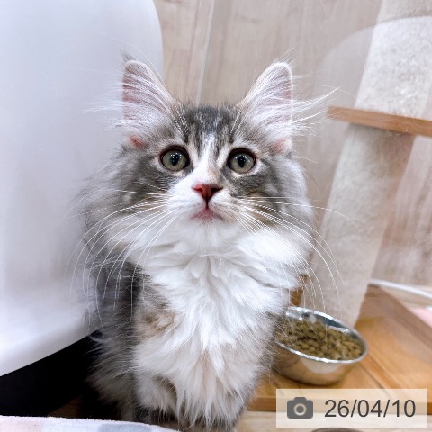 大阪府のノルウェージャンフォレストキャット (ペットプラス イオン大日店/2026年1月7日生まれ/男の子/ブルークラシックタビーホワイト)の子猫の4枚目の画像