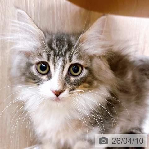 大阪府のノルウェージャンフォレストキャット (ペットプラス イオン大日店/2026年1月7日生まれ/男の子/ブルークラシックタビーホワイト)の子猫の3枚目の画像